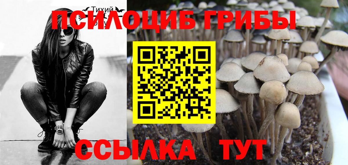 Псилоцибиновые грибы Psilocybine cubensis Тулун